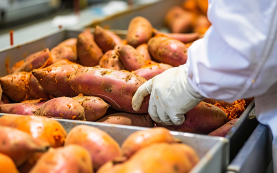 Sweet potato processing techniques