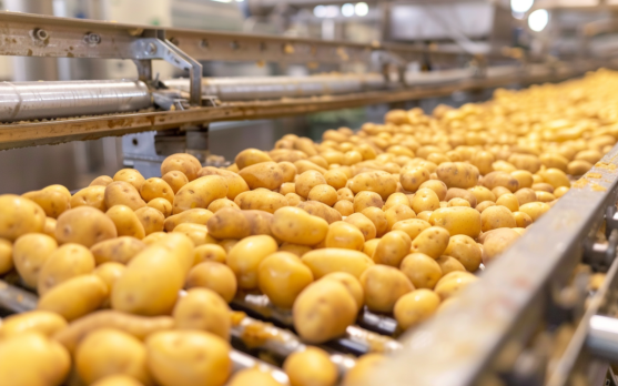 Potato sorting line with advanced AI grading system